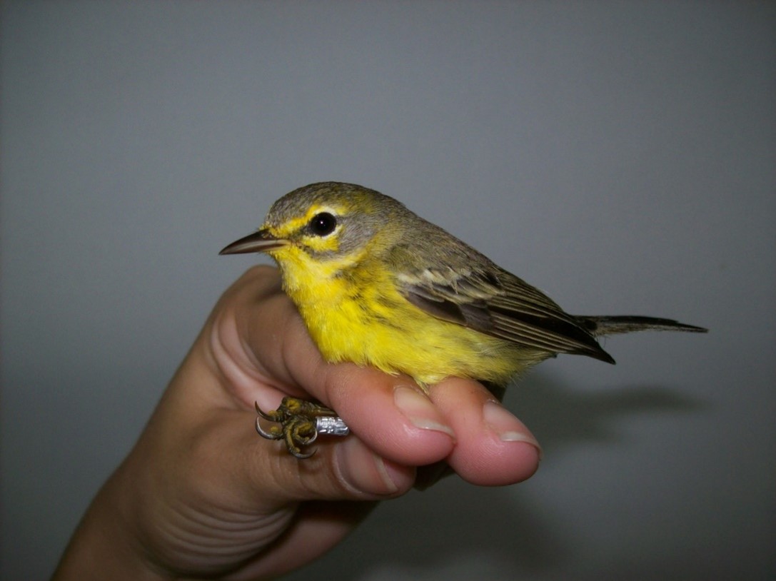 El CBC en el Día Mundial de las Aves Migratorias.