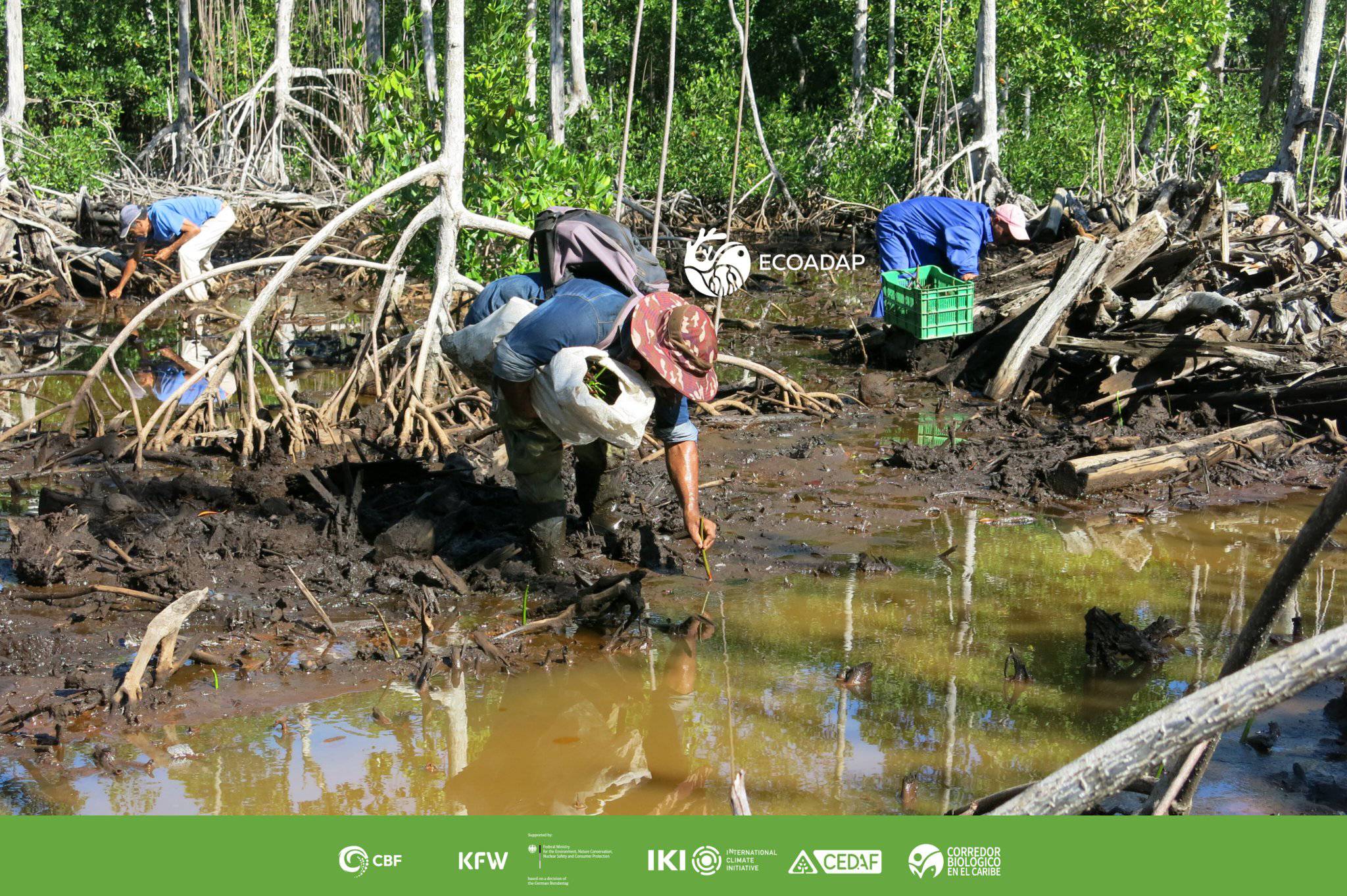 Siembra de mangle rojo impulsa la recuperación de ecosistemas tras el huracán Matthew en Baracoa