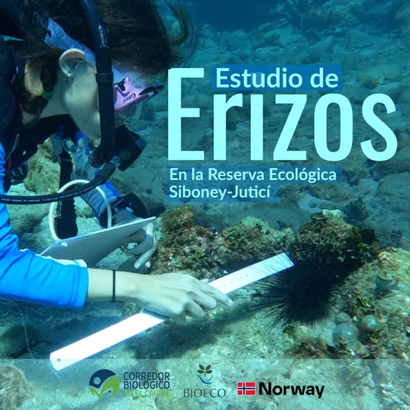 Estudio de la población de erizos Diadema antillarum en áreas de la Reserva Ecológica Siboney-Juticí